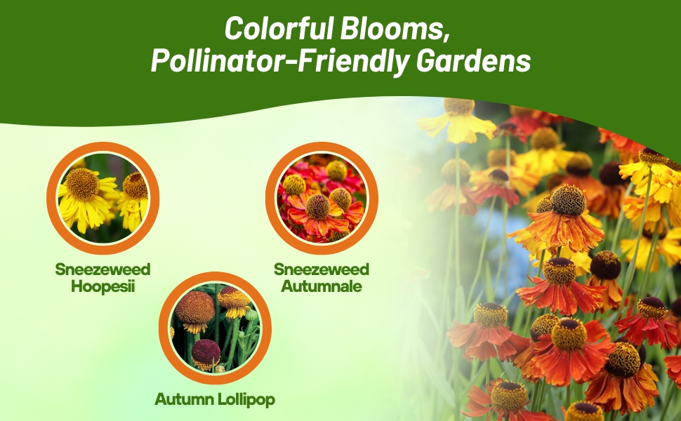 Hoopesii, Autumanle, & Lollipopo Helenium Flowers