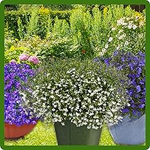Lobelia Container Plants in Bloom