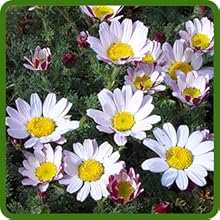 Drought Tolerant Perennial Garden Gnome