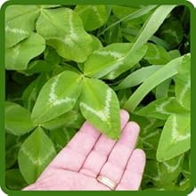 Nutrient Dense Arrowleaf Clover Seed