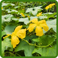 Large Yellow Blooms Of A Luffa Plant