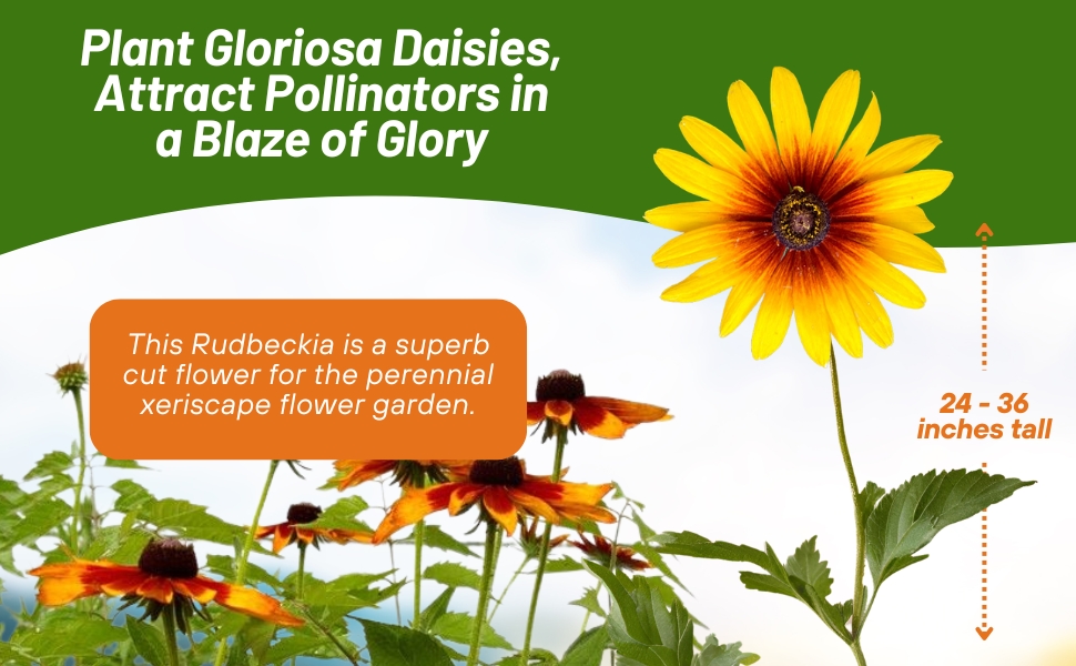 Gloriosa Daisy Grows 24 - 36 inches Tall