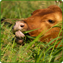 Indian Grass For Wildlife Habitat, Pollinators, Birds, Insects,  Mammals