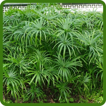 Fast Growing Umbrella Plant