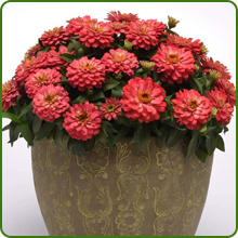image of flower