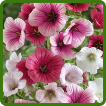 Mallow Malope Brilliant Mix of Colors