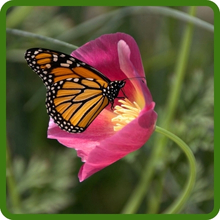Purple Gleam California Poppy Butterfly & Pollinator Attractant