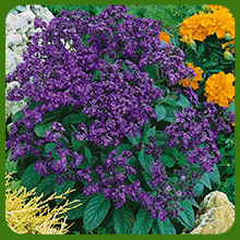 Combact Heliotrope Bushy Fragrant Plants