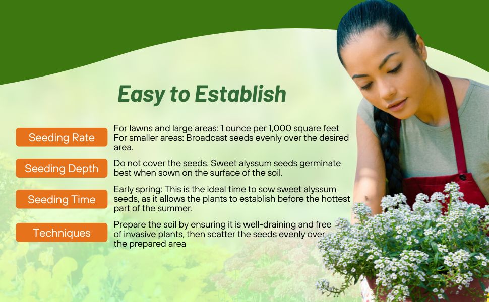 Planting Directions For Sweet Alyssum Wildflower Seeds