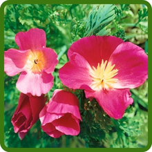 Purple Gleam California Poppy Native Garden Wild Flower Seed