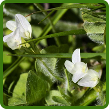 Subterranean Clover Makes High Protein Forage For Pastures & Livestock