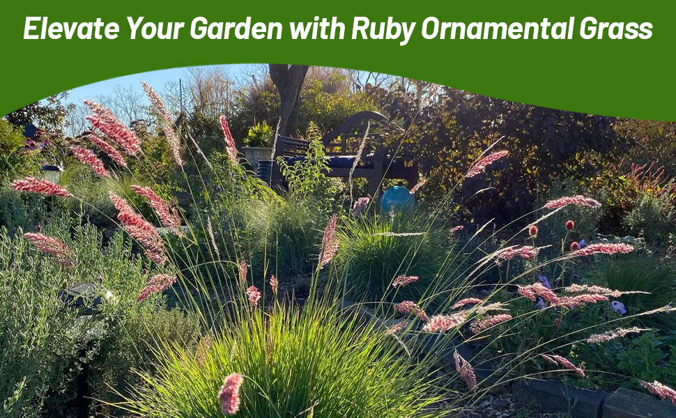 Landscaping with Ruby Grass Seeds For Beds & Borders