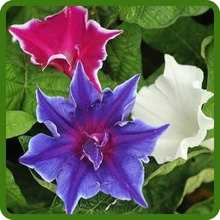 Ruffled and Picotee Ipomoea Nil Morning Glory Flowers