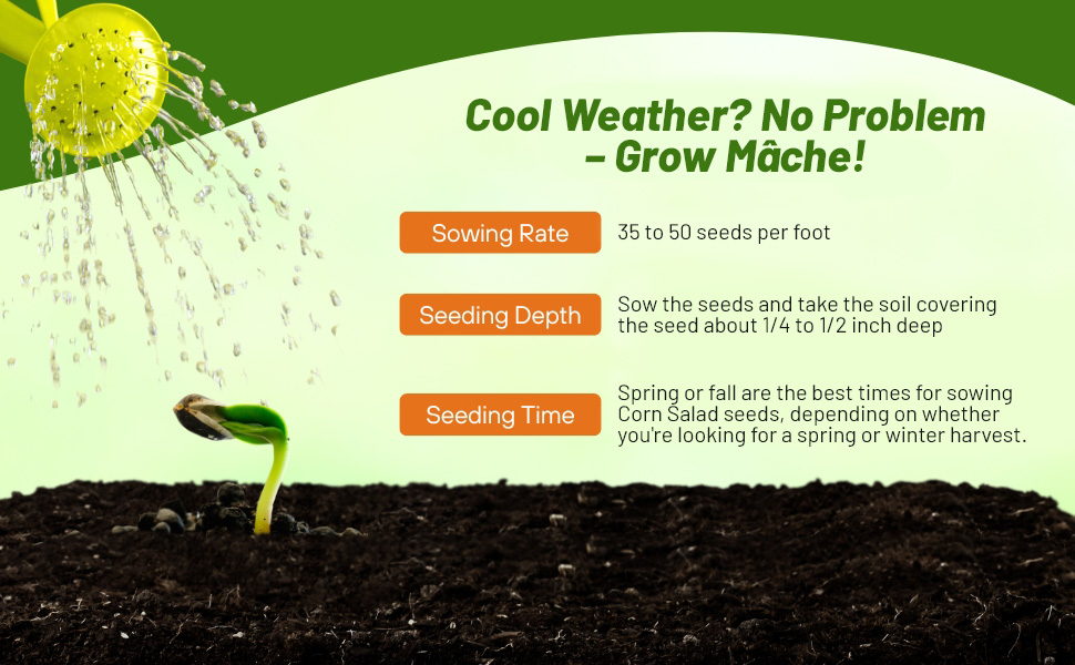 Planting Directions For Corn Salad Herb & Vegetable