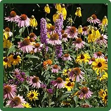 Adaptable MIdwest Wildflowers Seed Mix