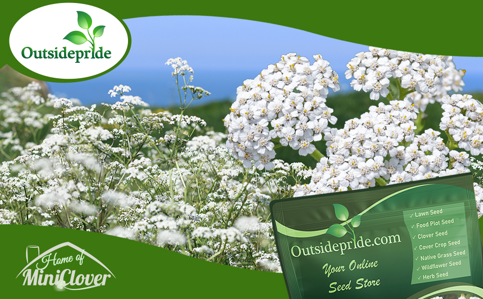 Achillea Wild White Yarrow Wildflower Meadow