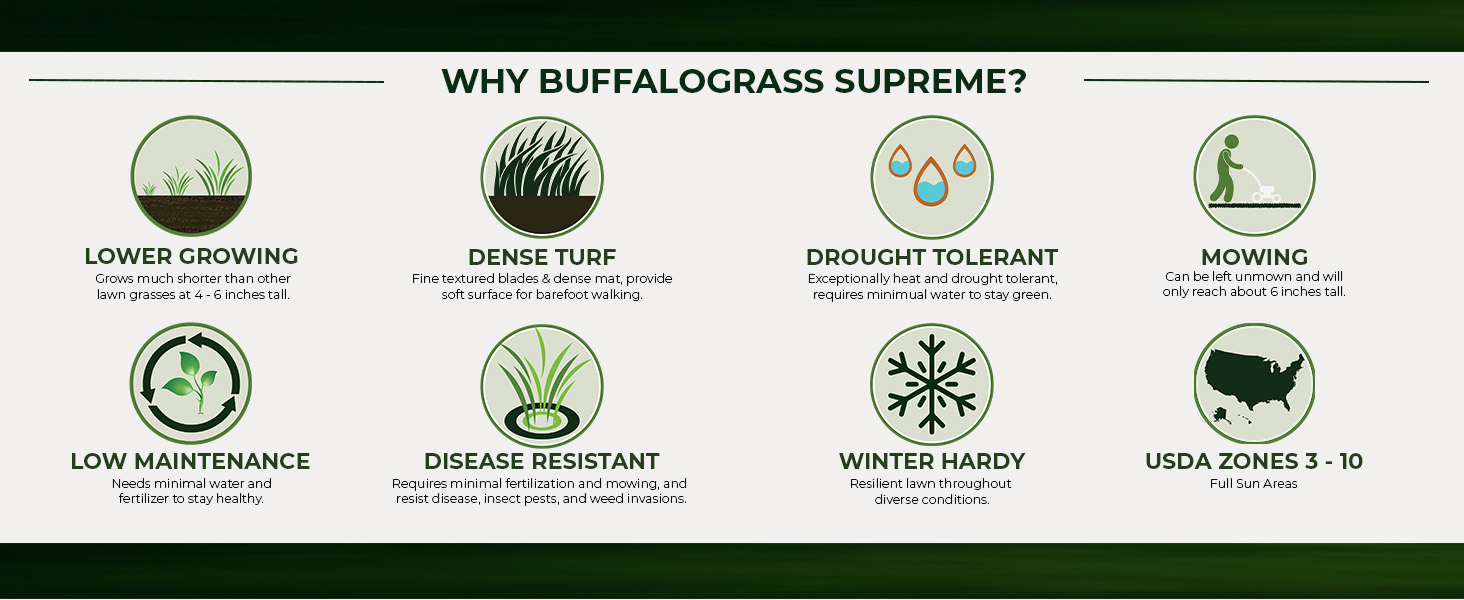 Buffalo Supreme Drought Tolerant
