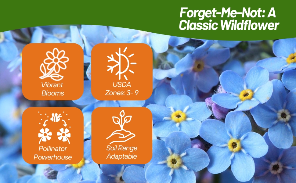 Myosotis sylvatica Forget-me-not Blue Flowers