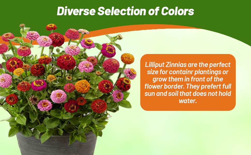 Flower Vase of Zinnia Lilliput Flowers