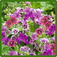 French Hollyhock Attracting Pollinators