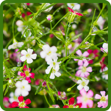 Vibrant Blooms of Gypsophila 