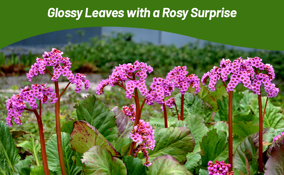 Bergenia Cordifolia Dense Flowering Ground Cover Plants