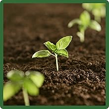 Birdsfoot Trefoil Soil Improvement Nitrogen Fixator