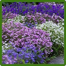 Lobelia Ground Cover in Bloom Season