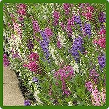 Easy to Grow Angelonia From Flower Seeds