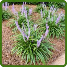 Drought Tolerant Liriope Monkey Grass