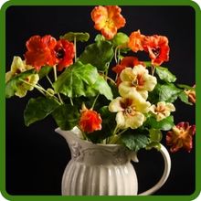 Nasturtium Cut Flower Floral Arrangement
