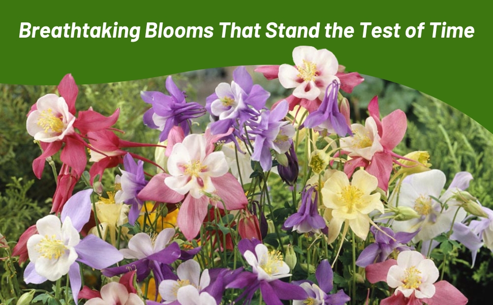 Aquilegia Columbine Flower Seed Mixture