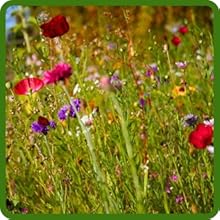 Easy To Grow From Flower Seeds Partial Shade Wildflowers