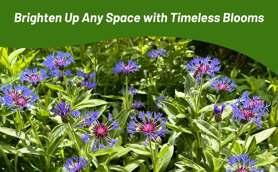Blue Perennial Cornflower Wildflowers From Seeds
