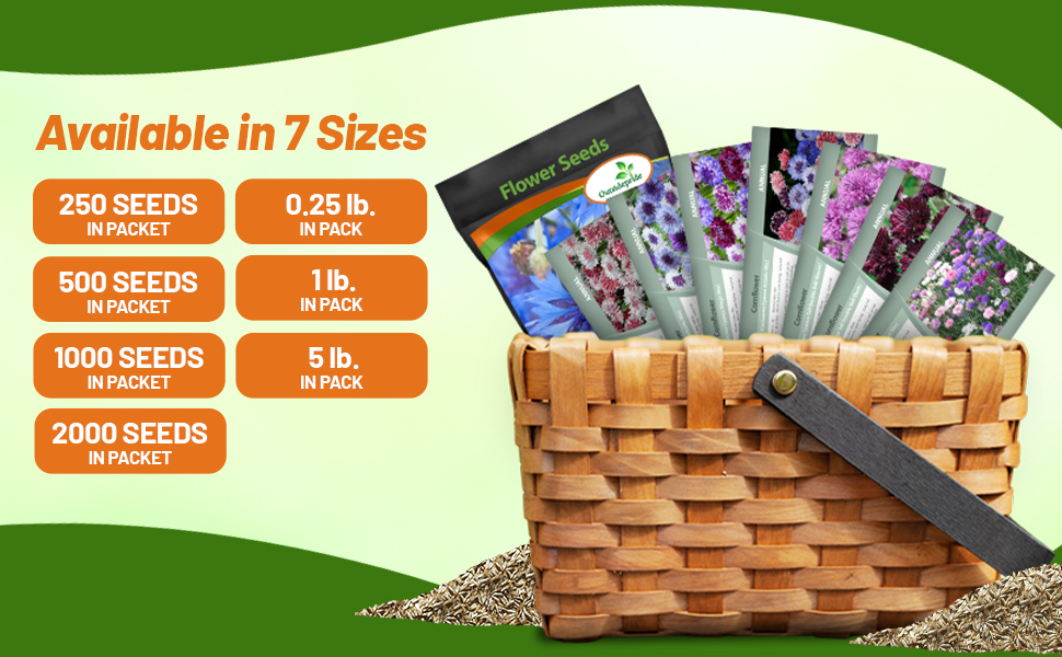 Annual Cornflower Flower Seed Packets For Planting