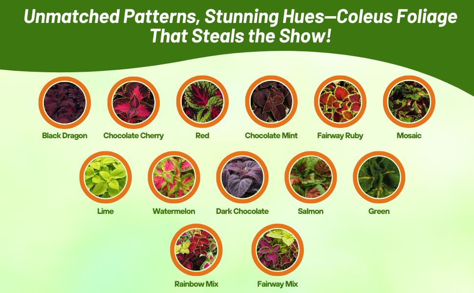 Varieties of Coleus Indoor our Outdoor Plants