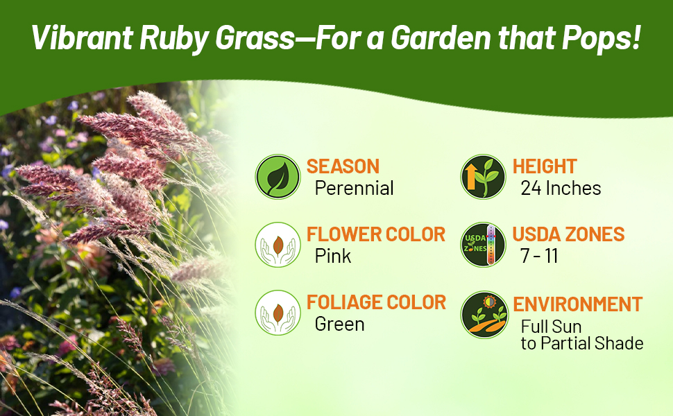 Full Sun to Partial Shade Ruby Ornamental Grass