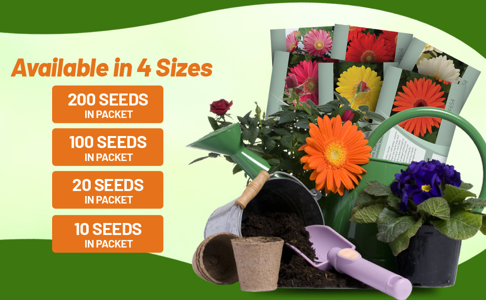 Gerbera Seed Packets For Sale