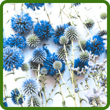 Dried Cut Flowers of Eryngium Sea Hollym Floral Arrangements