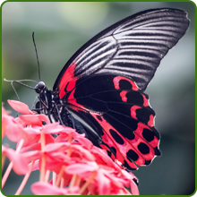 Pollinator Wildflower Seed Mixture With Butterfly