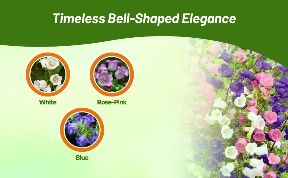 White, Pink, and Blue Varieties of Canterbury Bells Flowers