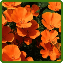 Deed Orange California Poppies