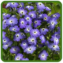 Browalia Vibrant Colorful Blooms