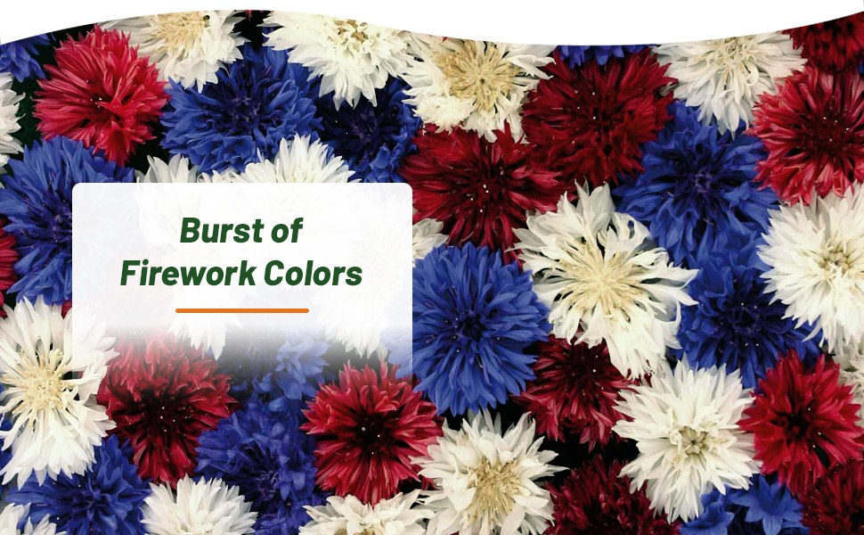 Red, White, & Blue Bachelor Button Cornflower Fireworks