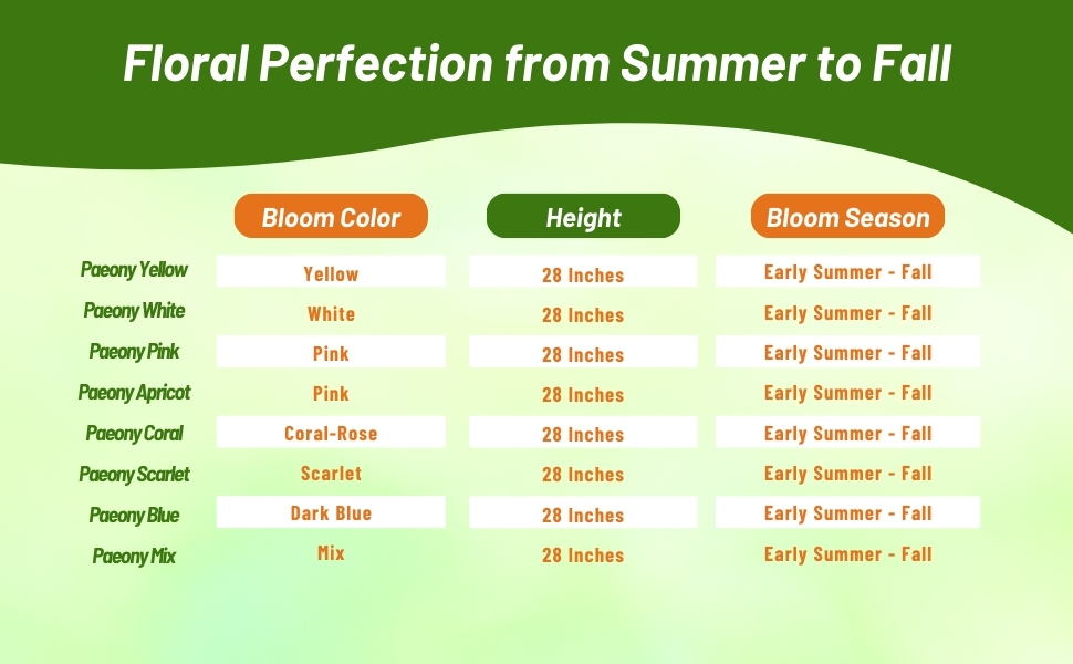 Bloom Season, Height, & Color Chart of Callistephus Tall Paeony Aster Flowers