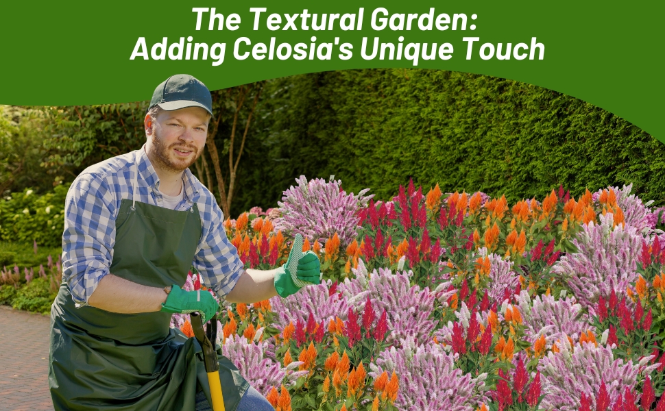 Man Tending to Celosia Flower Garden