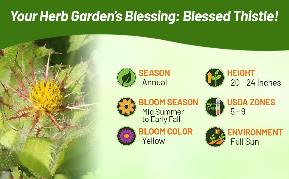 Annual Blessed Thistle Yellow Flowering Herb Plants For Full Sun