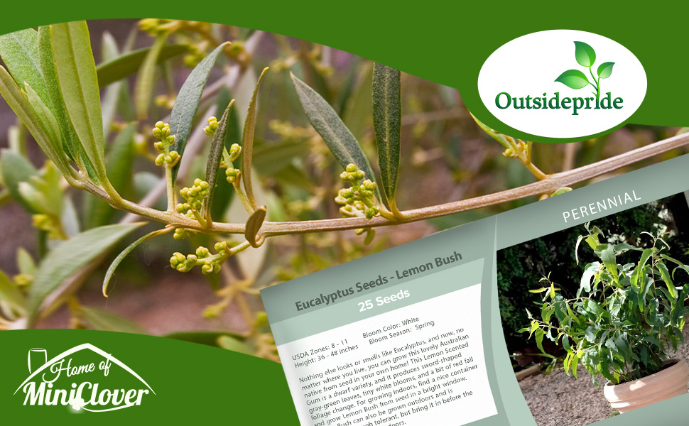 Eucalyptus Lemon Bush Plant