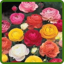Ranunculus Low Growing & Compact