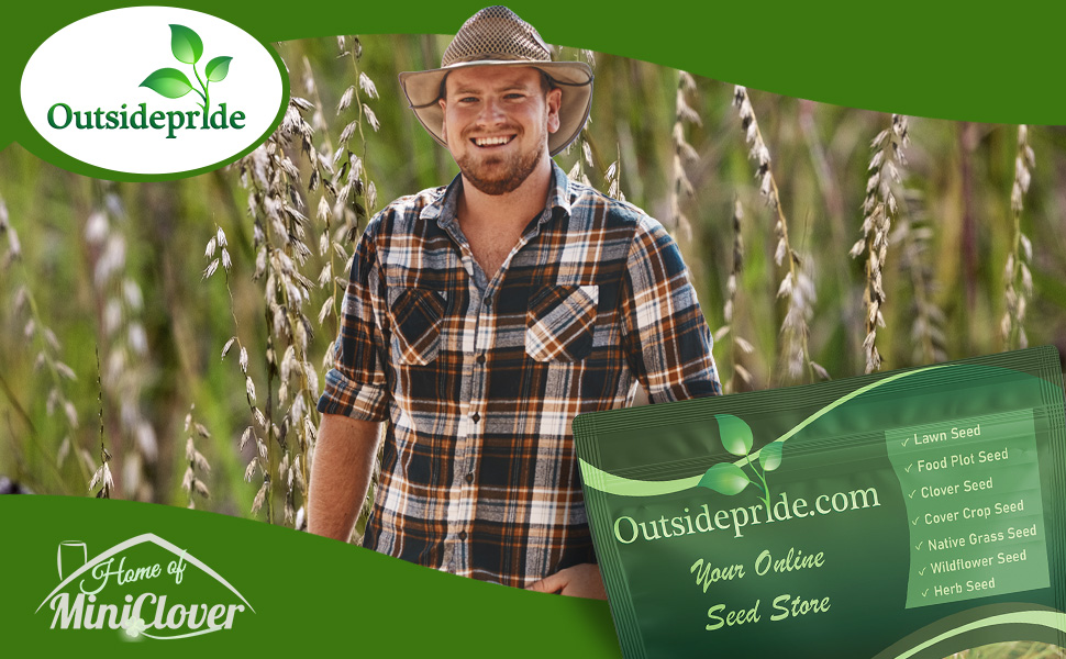 Sideoats Grama Native Grass Seed Field For Harvesting